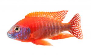 African Cichlid