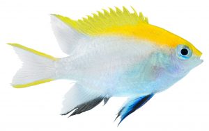 what to feed damselfish