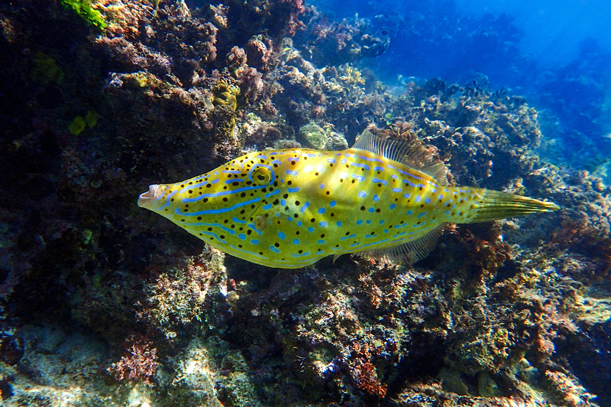 Species - Aquaculture - Piscine Energetics