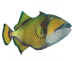 Titan Triggerfish