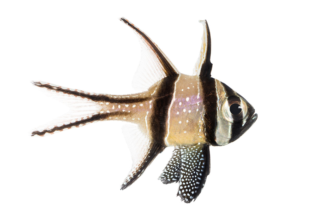Cardinalfish Hobbyist & Retailers Piscine Energetics