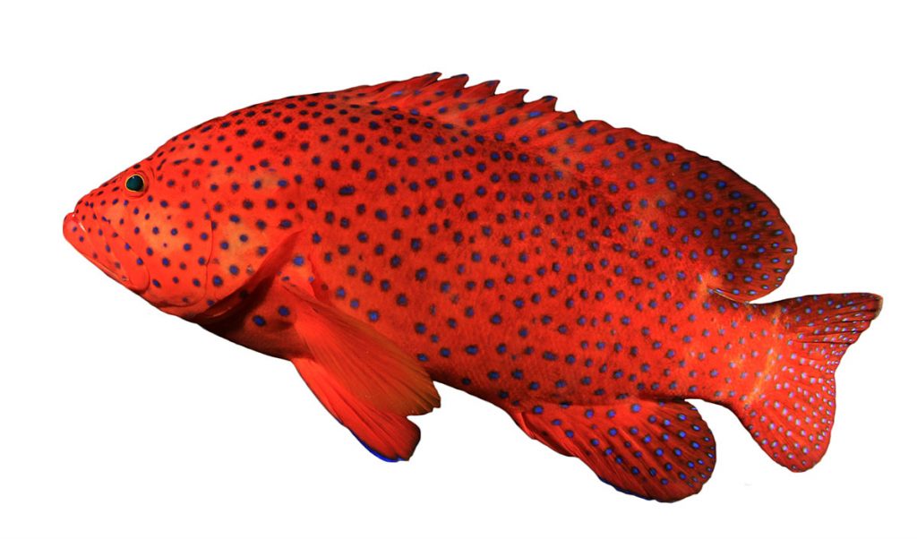 Groupers - Hobbyist & Retailers