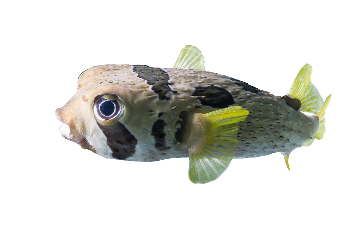 Pufferfish