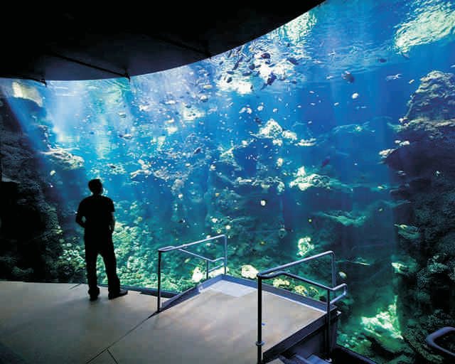 To showcase the save your aquarium campaign from Piscine Energetics