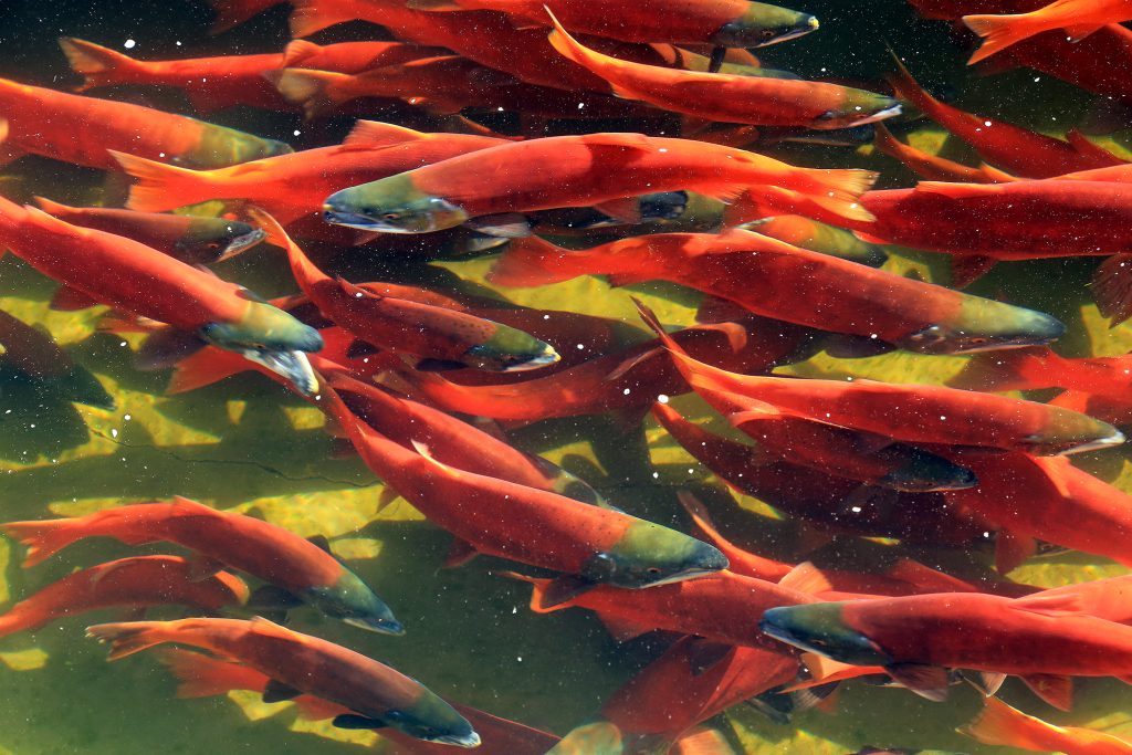 Kokanee Salmon
