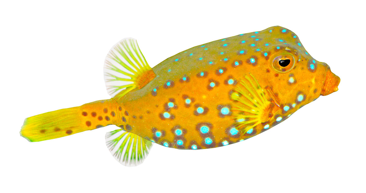 Nature Box Fish Species - Zoo/Aquarium - Piscine Energetics