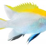 what to feed damselfish